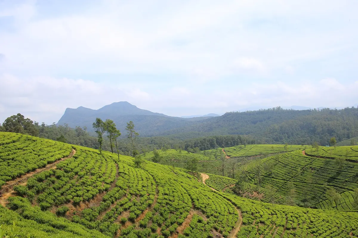 Tea plantations in Sri Lanka's hill country